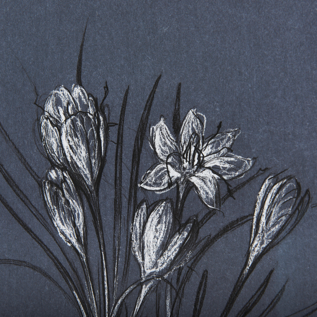 Botanical sketches V (Blue) by Mercana Studio Hand Embellished Framed Art Print Matted under Glass from Mercana - Luna Furniture