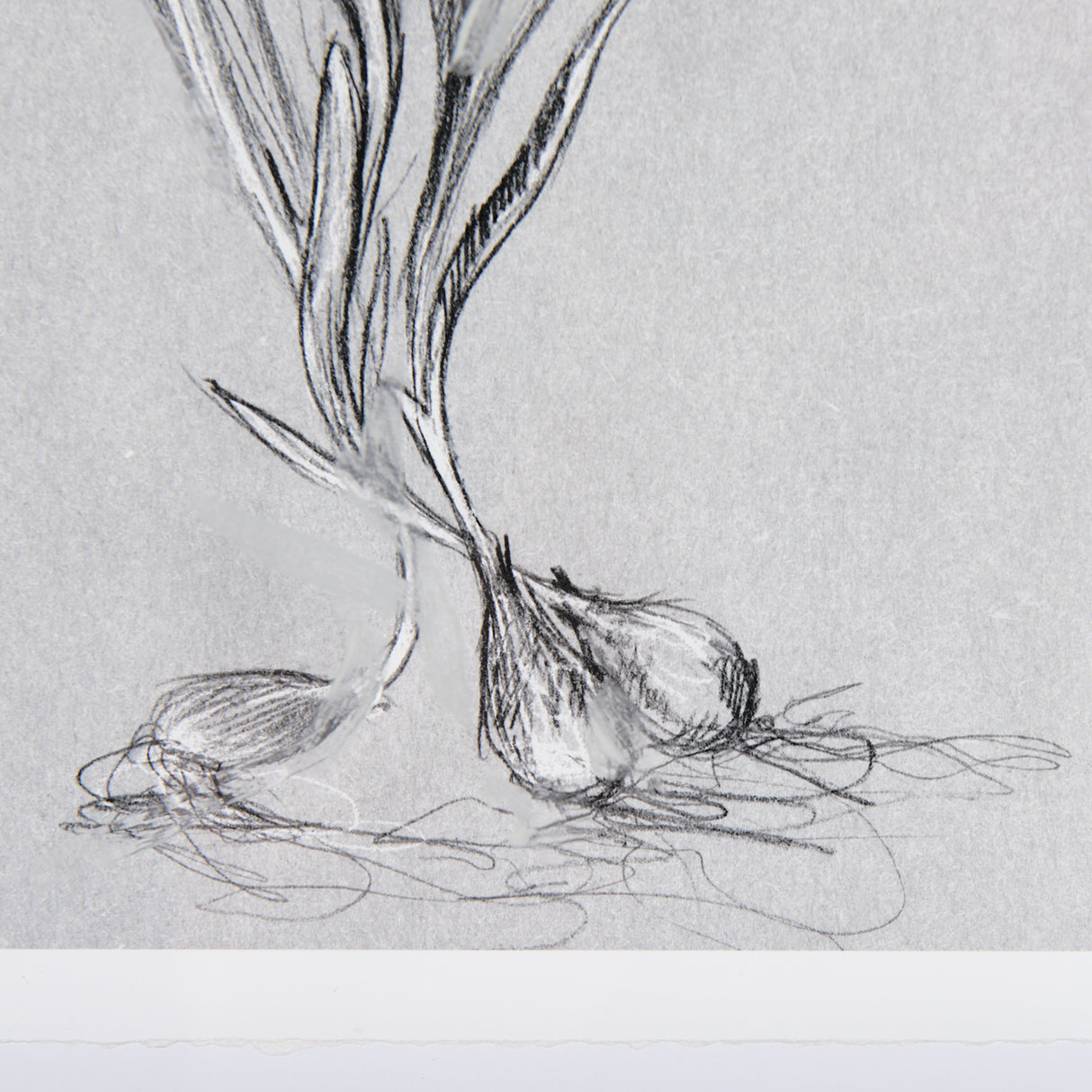 Botanical sketches III (Grey) by Mercana Studio Hand Embellished Framed Art Print Matted under Glass from Mercana - Luna Furniture