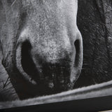 Watched Presence by Mercana Studio a Hand Embellished Textured Framed Photo Art Print Matted under G from Mercana - Luna Furniture