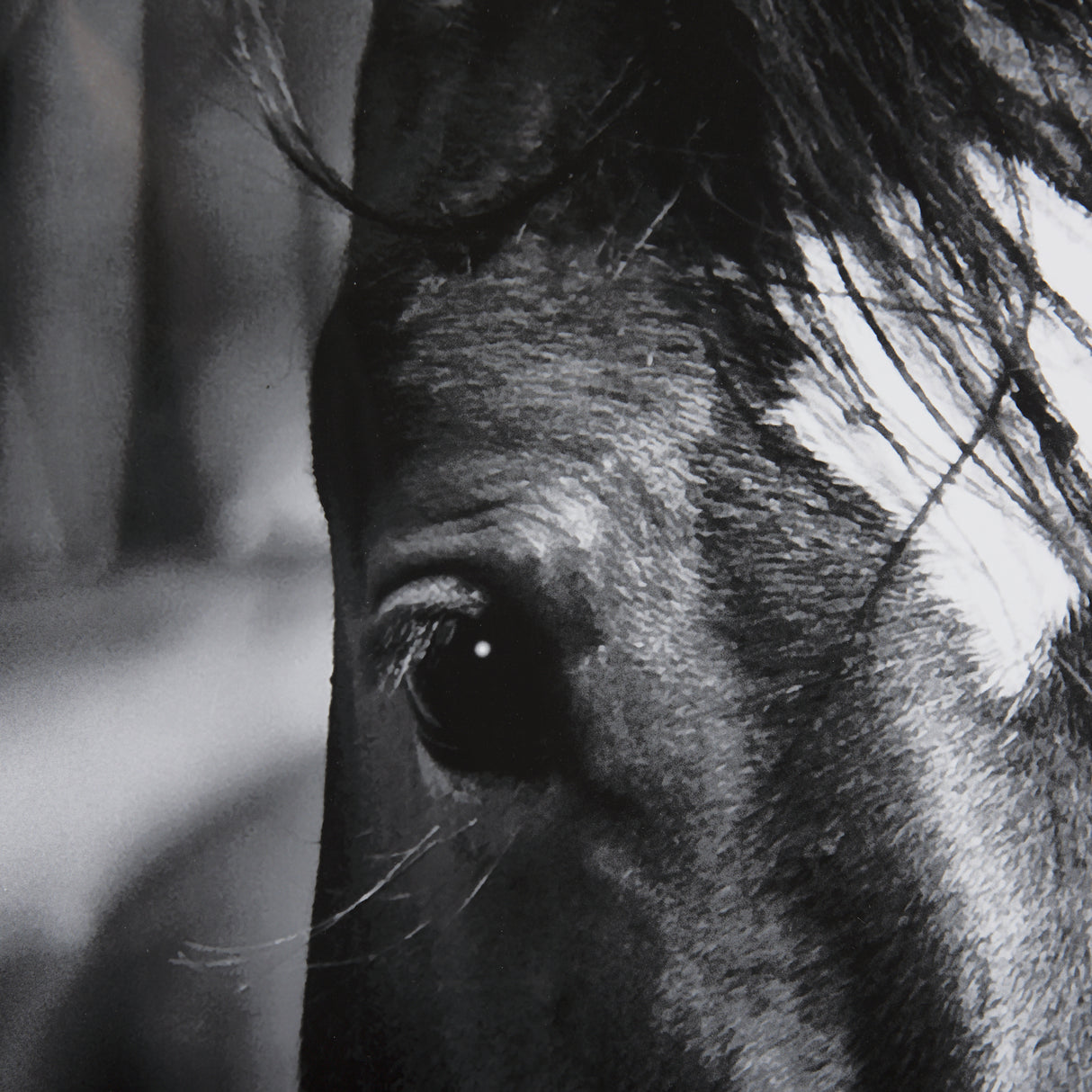 Watched Presence by Mercana Studio a Hand Embellished Textured Framed Photo Art Print Matted under G from Mercana - Luna Furniture