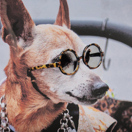Clever Canines by Mercana Studio a Hand Embellished Textured Framed Photo Art Print Matted under Gla from Mercana - Luna Furniture