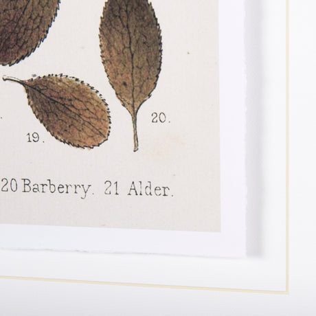 Autumnal Leaves VI by Vision Studio a Framed Art Print Matted under Glass from Mercana - Luna Furniture