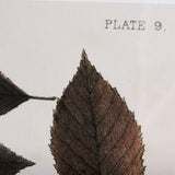 Autumnal Leaves VI by Vision Studio a Framed Art Print Matted under Glass from Mercana - Luna Furniture