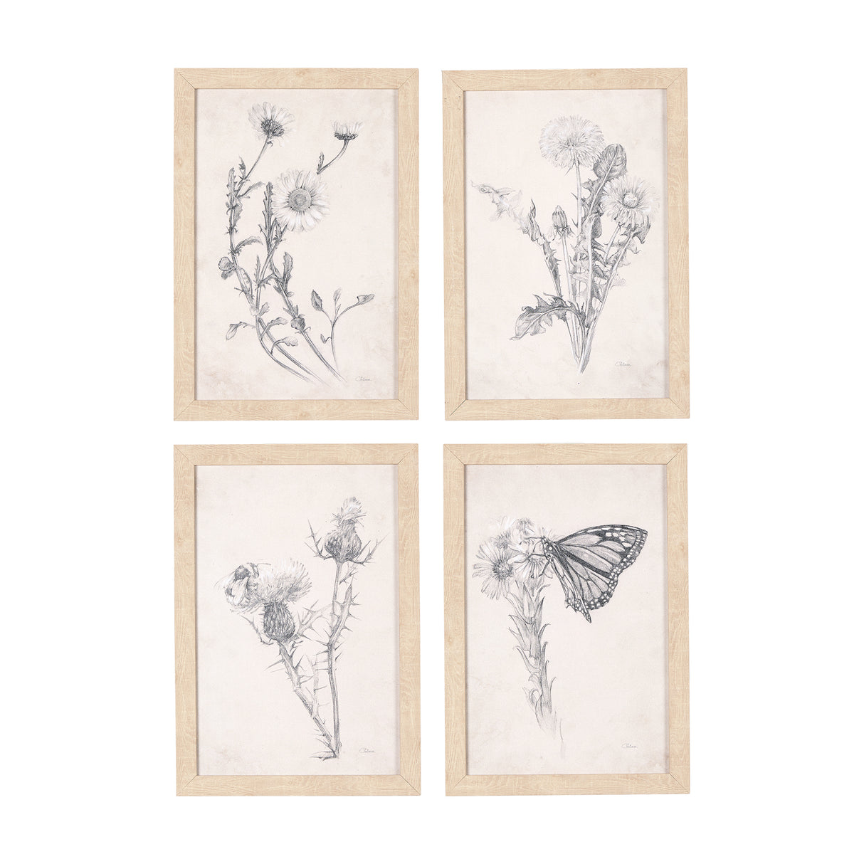 Chamomile Drawing I by Mercana Studio a Hand Embellished Textured Framed Art Print from Mercana - Luna Furniture
