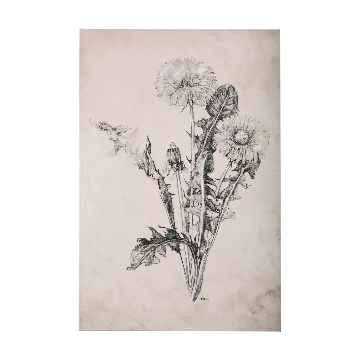 Dandelion Drawing II by Mercana Studio a Hand Embellished Textured Canvas from Mercana - Luna Furniture