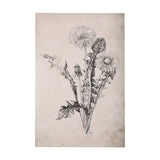 Dandelion Drawing II by Mercana Studio a Hand Embellished Textured Canvas from Mercana - Luna Furniture