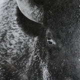 A Struggle by Mercana Studio a Hand Embellished Textured Framed Photo Art Print Matted under Glass from Mercana - Luna Furniture