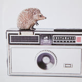 Hedgehog & Vintage Camera by Susannah Tucker Photography a Framed Photo Art Print Matted under Glass from Mercana - Luna Furniture