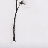 Snow Greetings II by Panpan a Framed Art Print Matted under Glass from Mercana - Luna Furniture