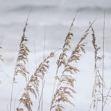 Silver Seagrass by Marlana Semenza a Hand Embellished Textured Framed Photo Art Print Matted under G from Mercana - Luna Furniture