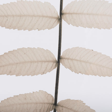 Lithe Leaves by Assaf Frank a Framed Art Print Matted under Glass from Mercana - Luna Furniture
