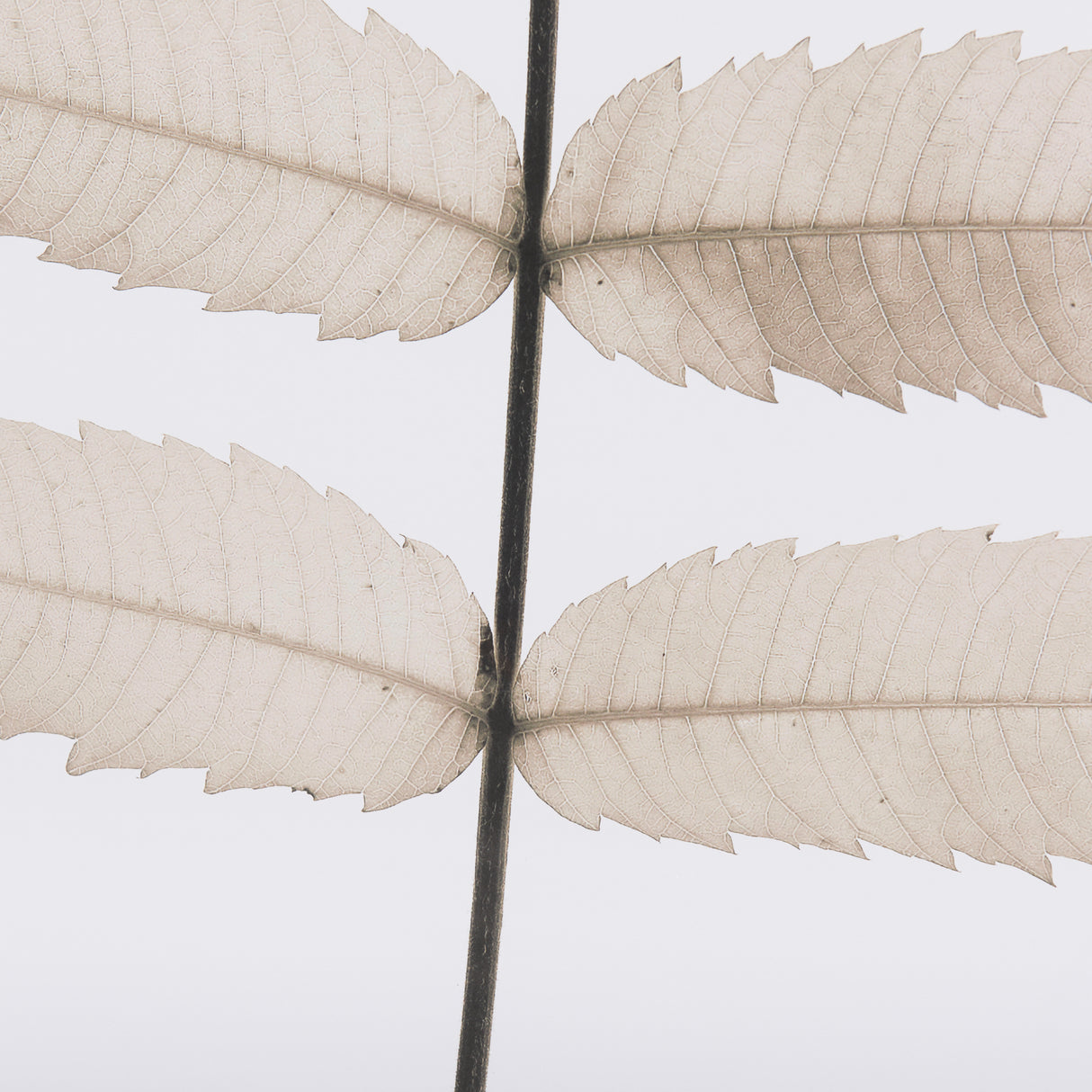 Limber Leaves by Assaf Frank a Framed Art Print Matted under Glass from Mercana - Luna Furniture