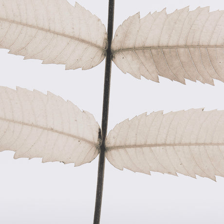 Limber Leaves by Assaf Frank a Framed Art Print Matted under Glass from Mercana - Luna Furniture