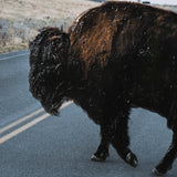 Bison Crossing by Chelsea Victoria a Hand Embelished Textured Framed Photo Art Print Matted under Gl from Mercana - Luna Furniture