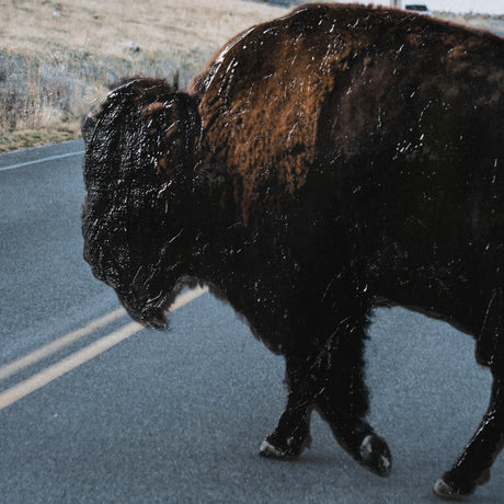 Bison Crossing by Chelsea Victoria a Hand Embelished Textured Framed Photo Art Print Matted under Gl from Mercana - Luna Furniture