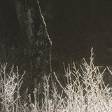 Tranquil Symmetry II by Mikael Svensson a Framed Photo Art Print Matted under Glass from Mercana - Luna Furniture