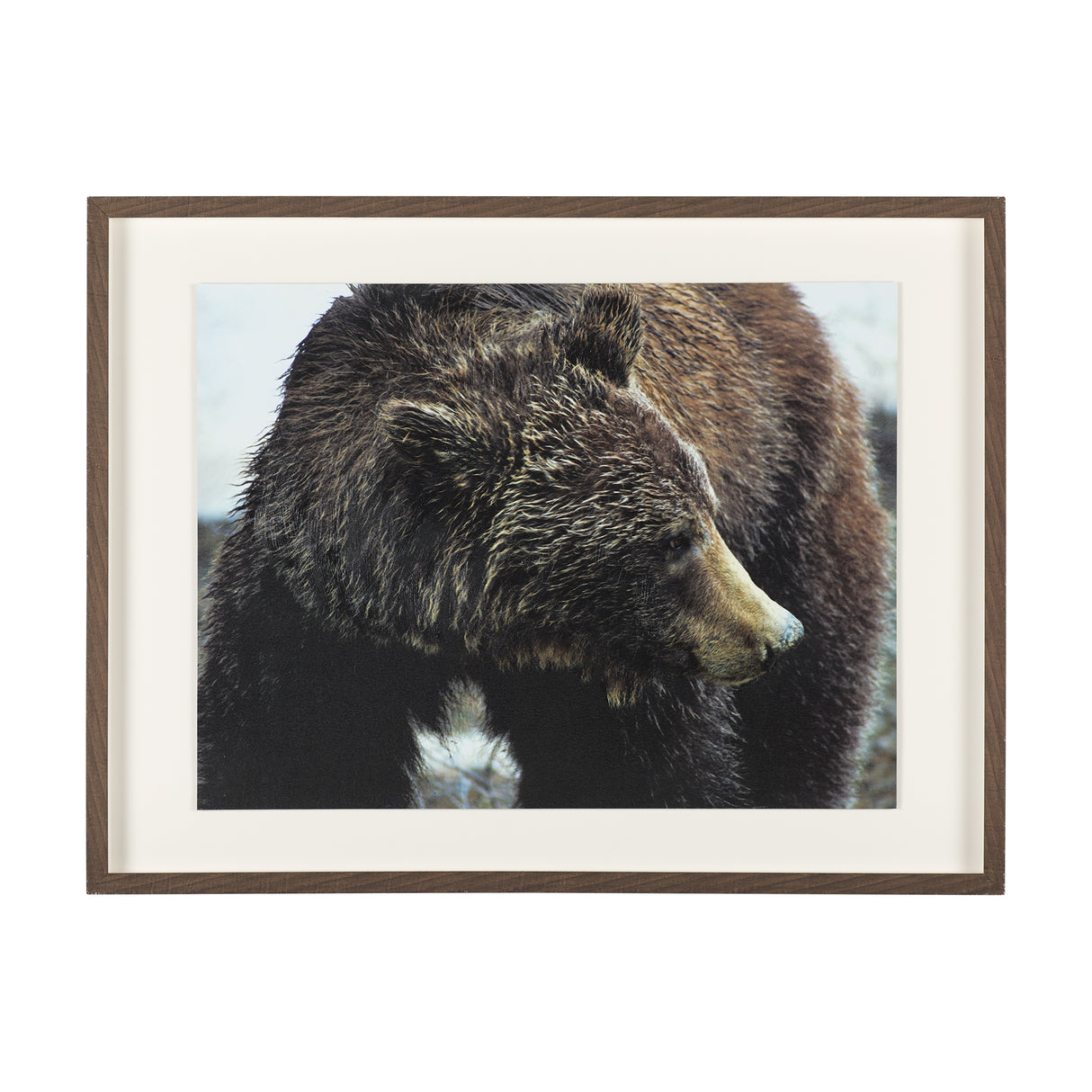 Grizzly Bear by Chad Mackay a Hand Embellished Textured Framed Photo Art Print Matted under Glass from Mercana - Luna Furniture