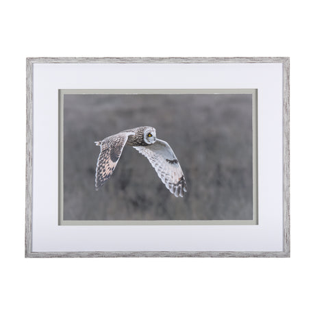 Owl in Flight by Chad Mackay a Framed Photo Art Print Matted under Glass from Mercana - Luna Furniture