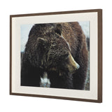 Grizzly Bear by Chad Mackay a Hand Embellished Textured Framed Photo Art Print Matted under Glass from Mercana - Luna Furniture