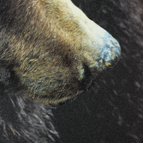 Grizzly Bear by Chad Mackay a Hand Embellished Textured Framed Photo Art Print Matted under Glass from Mercana - Luna Furniture