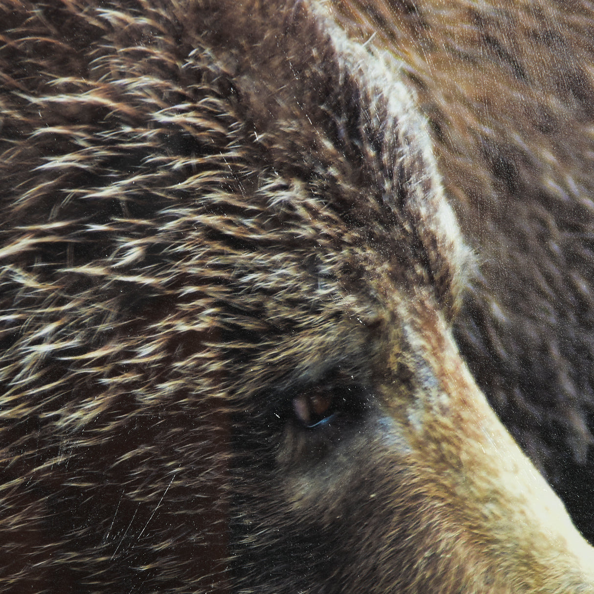 Grizzly Bear by Chad Mackay a Hand Embellished Textured Framed Photo Art Print Matted under Glass from Mercana - Luna Furniture
