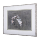 Owl in Flight by Chad Mackay a Framed Photo Art Print Matted under Glass from Mercana - Luna Furniture