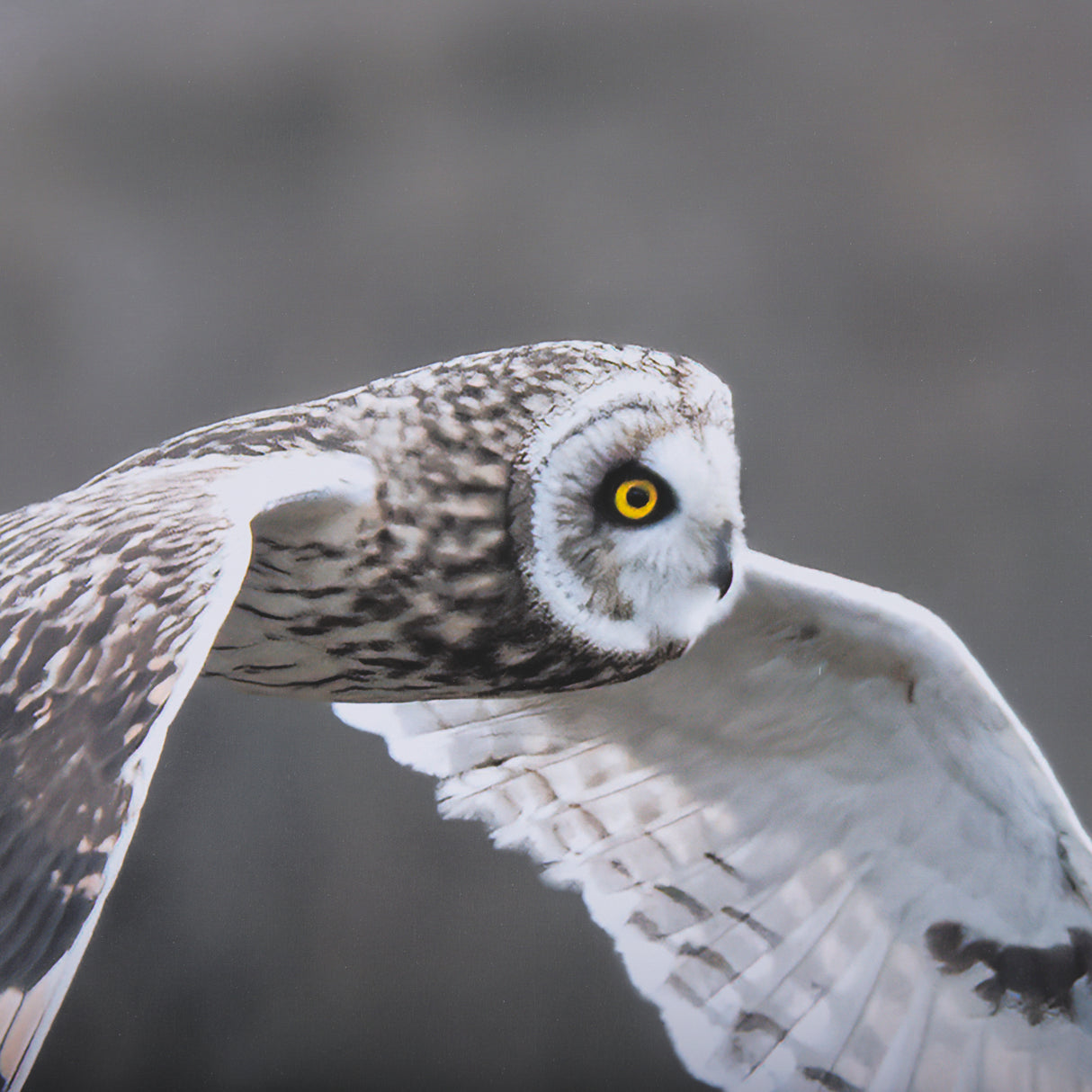 Owl in Flight by Chad Mackay a Framed Photo Art Print Matted under Glass from Mercana - Luna Furniture