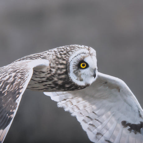 Owl in Flight by Chad Mackay a Framed Photo Art Print Matted under Glass from Mercana - Luna Furniture