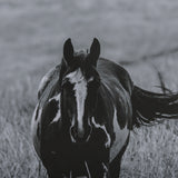 Montana Moves by Mercana Studio a Framed Photo Art Print Matted under Glass from Mercana - Luna Furniture