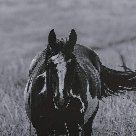Montana Moves by Mercana Studio a Framed Photo Art Print Matted under Glass from Mercana - Luna Furniture