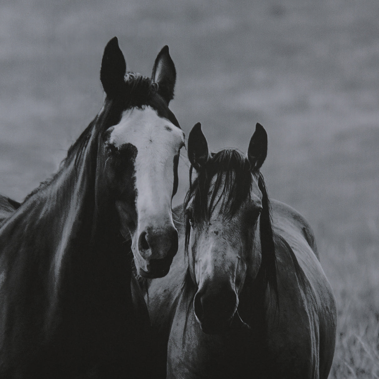 Montana Moves by Mercana Studio a Framed Photo Art Print Matted under Glass from Mercana - Luna Furniture
