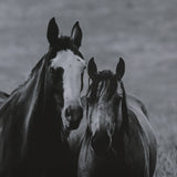 Montana Moves by Mercana Studio a Framed Photo Art Print Matted under Glass from Mercana - Luna Furniture