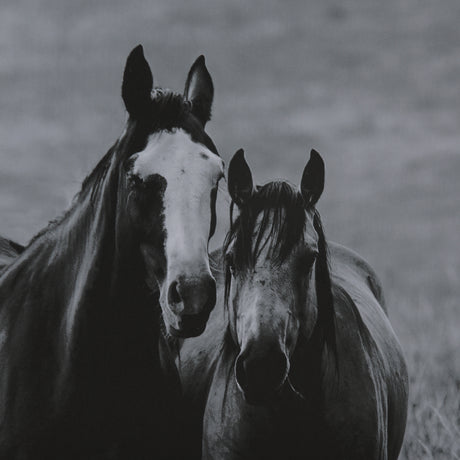 Montana Moves by Mercana Studio a Framed Photo Art Print Matted under Glass from Mercana - Luna Furniture