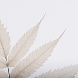 Limber Leaves by Assaf Frank a Framed Art Print Matted under Glass from Mercana - Luna Furniture
