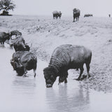 Buffalo Brook by Mercana Studio a Hand Embellished Textured Framed Art Photograph Matted under Glass from Mercana - Luna Furniture