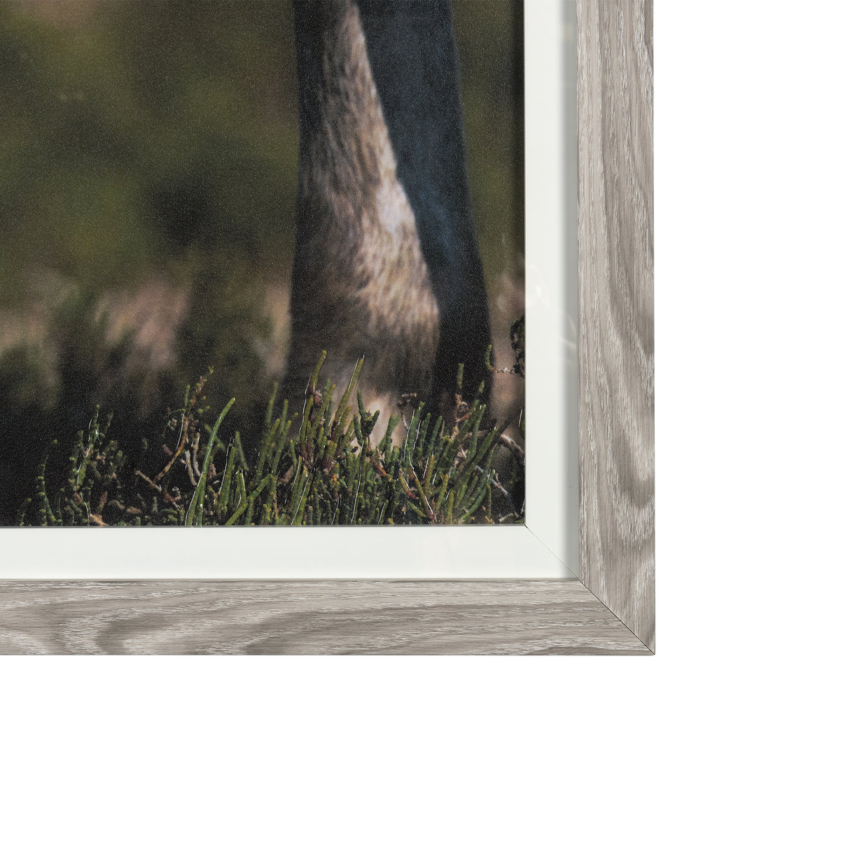 Nuzzled Together by Mercana Studio a Hand Embellished Textured Framed Art Photo Matted under Glass from Mercana - Luna Furniture