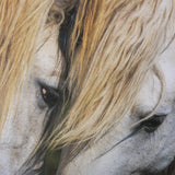 Nuzzled Together by Mercana Studio a Hand Embellished Textured Framed Art Photo Matted under Glass from Mercana - Luna Furniture