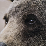 Bear Focus - Hush by Wink Gaines a Hand Embelished Textured Framed Art Photo Matted under Glass from Mercana - Luna Furniture