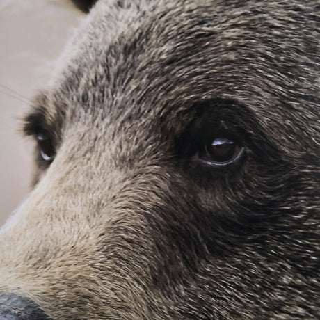 Bear Focus - Hush by Wink Gaines a Hand Embelished Textured Framed Art Photo Matted under Glass from Mercana - Luna Furniture