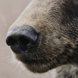 Bear Focus - Hush by Wink Gaines a Hand Embelished Textured Framed Art Photo Matted under Glass from Mercana - Luna Furniture