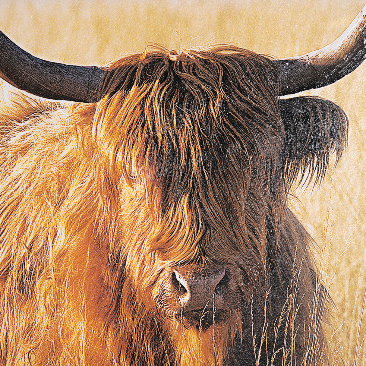 Young and Old Highlander by Mercana Studio Hand Embellished Framed Photo Art Print Matted under Glas from Mercana - Luna Furniture