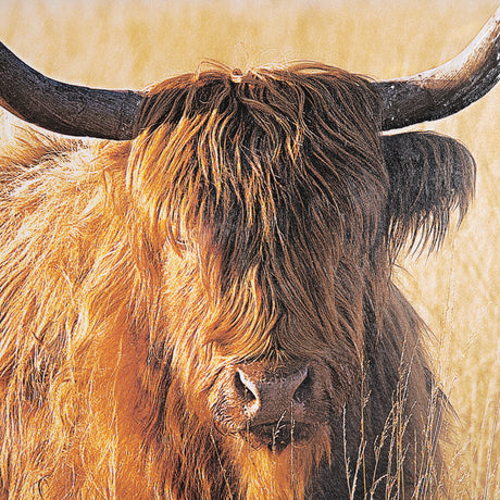Young and Old Highlander by Mercana Studio Hand Embellished Framed Photo Art Print Matted under Glas from Mercana - Luna Furniture