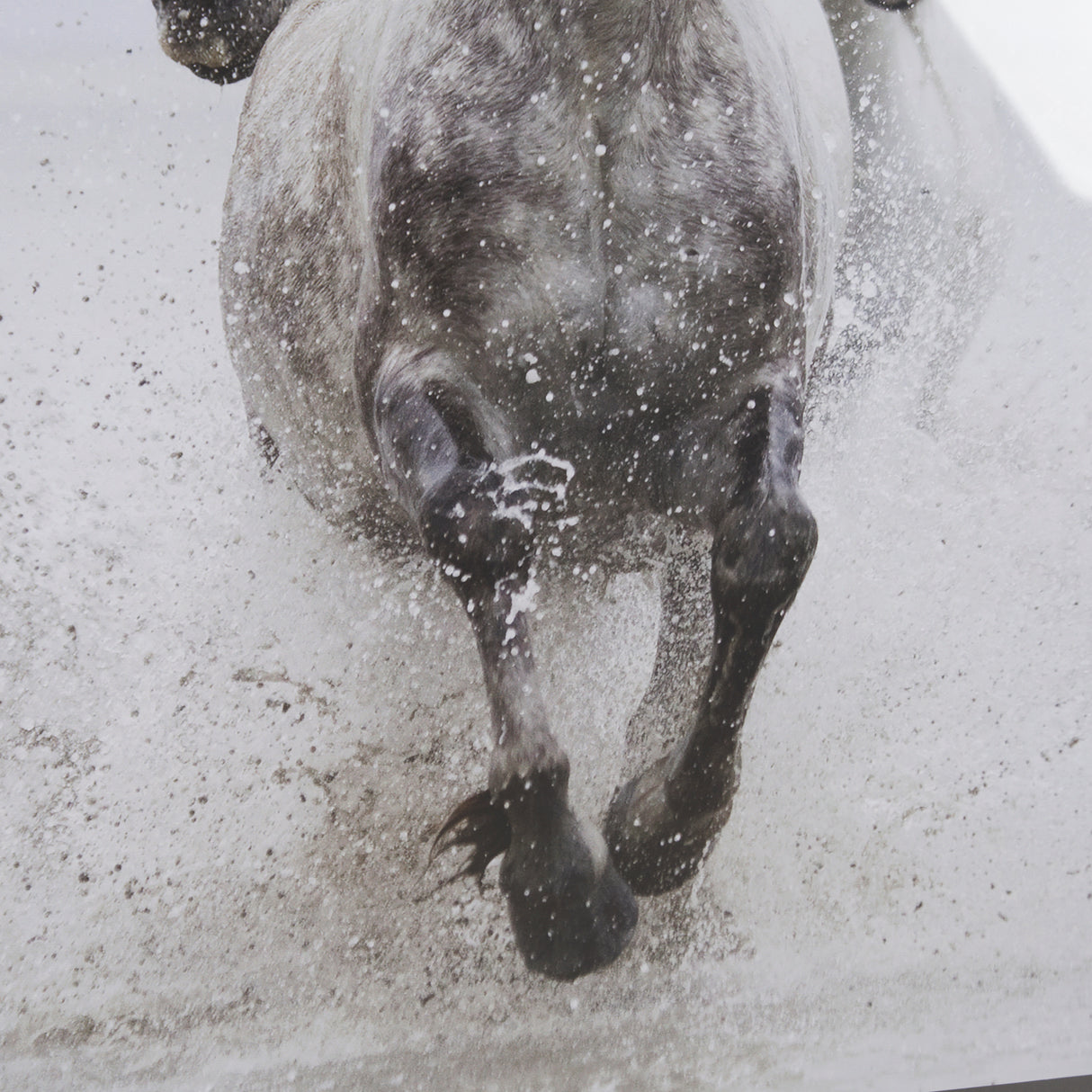 Determination by Irene Suchoki a Framed Photo Art Print Matted under Glass from Mercana - Luna Furniture