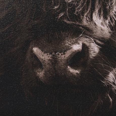 Highland Stare by Chad Mackay a Hand Embellished Textured Framed Photo Art Print from Mercana - Luna Furniture