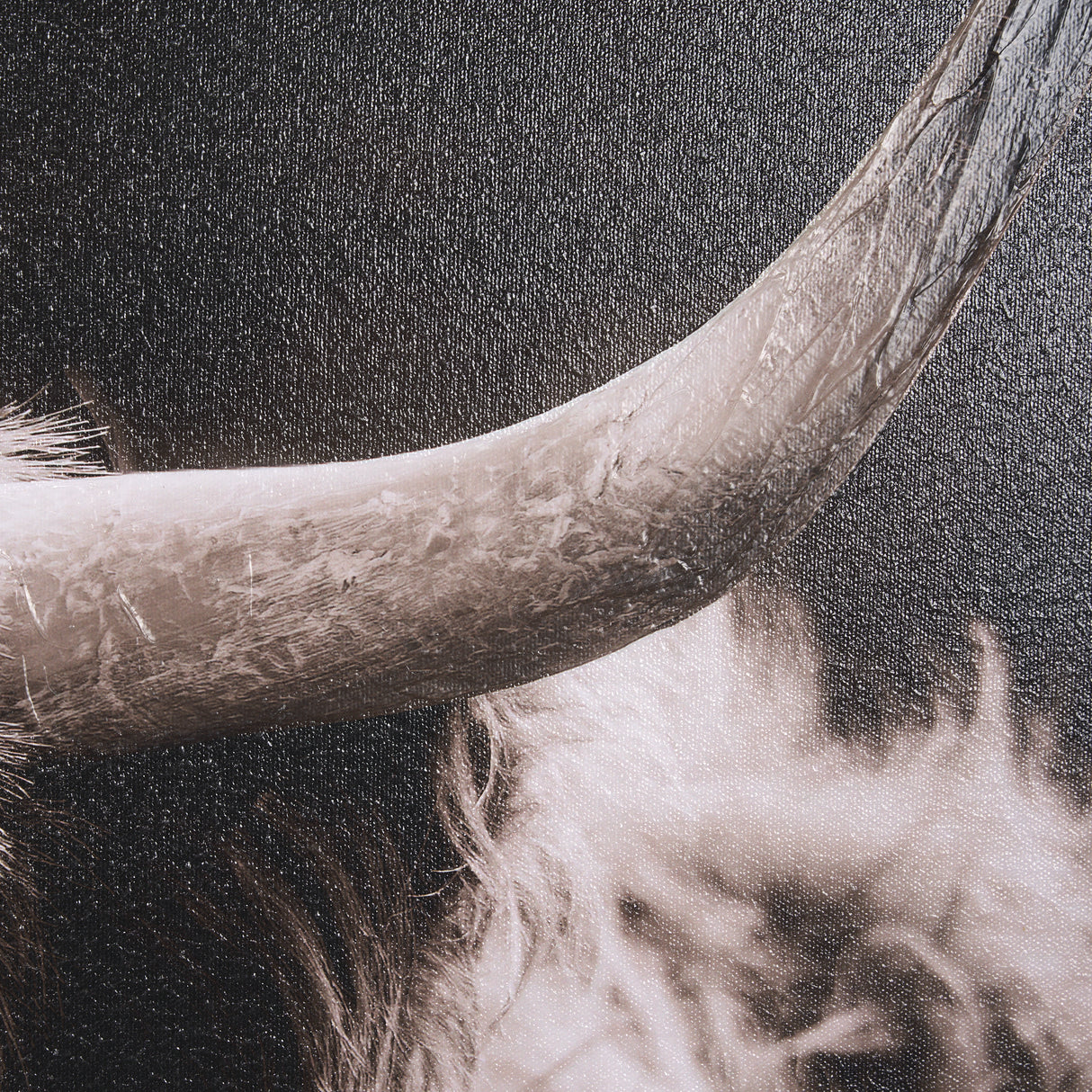 Highland Stare by Chad Mackay a Hand Embellished Textured Framed Photo Art Print from Mercana - Luna Furniture