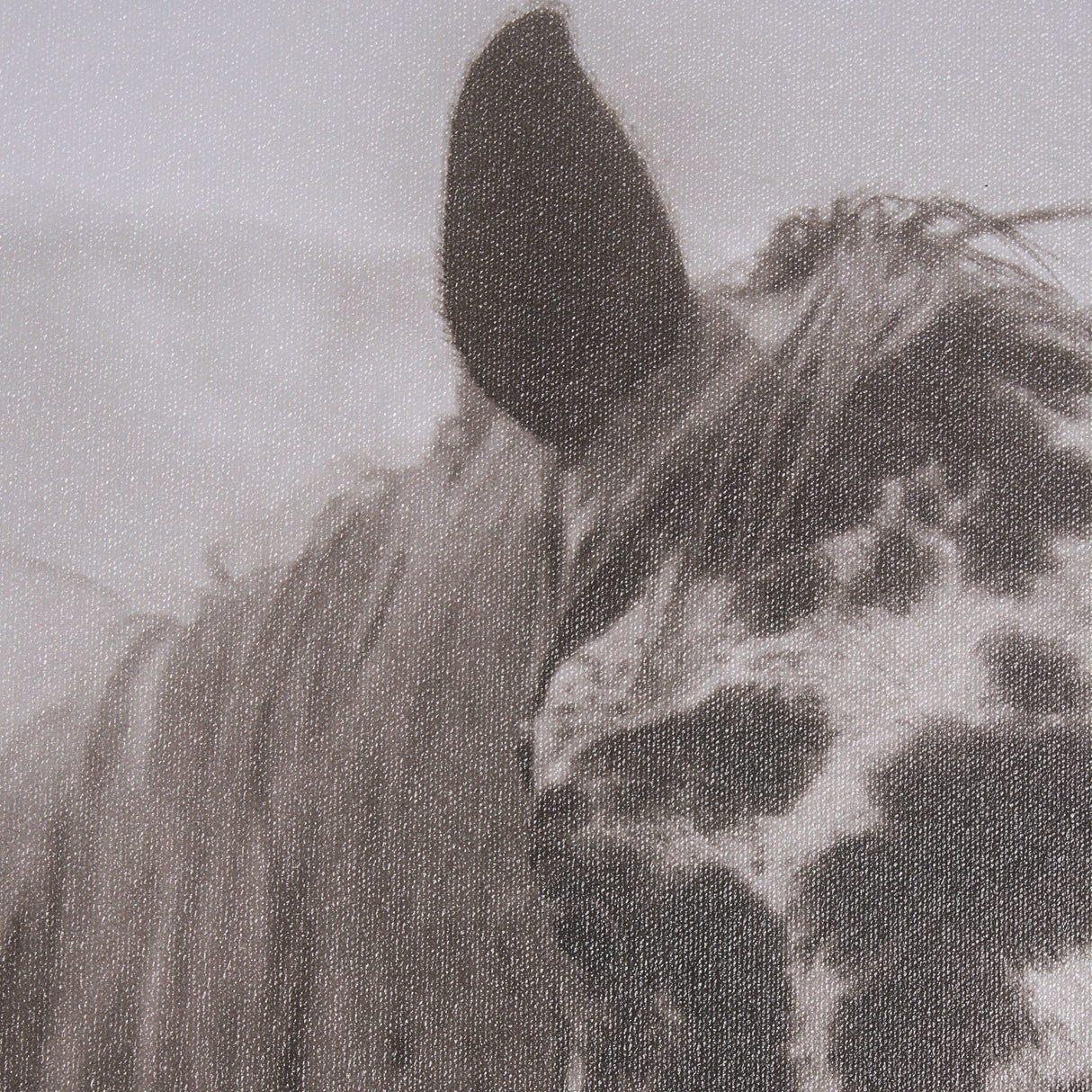 Spotted Solo Horse by Nathan Kane a Hand Embelished Textured Framed Photo Art Print from Mercana - Luna Furniture