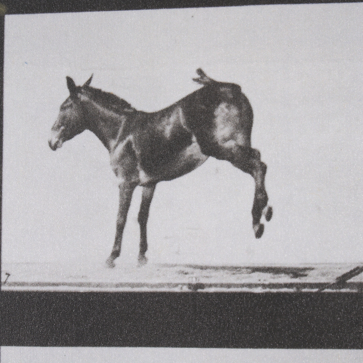 Bucking and Kicking by Eadweard Muybridge Hand Embellished Framed Art Print Matted under Glass from Mercana - Luna Furniture