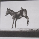 Bucking and Kicking by Eadweard Muybridge Hand Embellished Framed Art Print Matted under Glass from Mercana - Luna Furniture