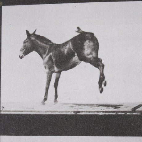 Bucking and Kicking by Eadweard Muybridge Hand Embellished Framed Art Print Matted under Glass from Mercana - Luna Furniture