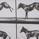 Bucking and Kicking by Eadweard Muybridge Hand Embellished Framed Art Print Matted under Glass from Mercana - Luna Furniture